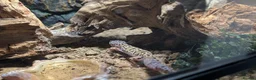 Gecko reptiles for sale: Leopard gecko  in Hounslow - Advert 11
