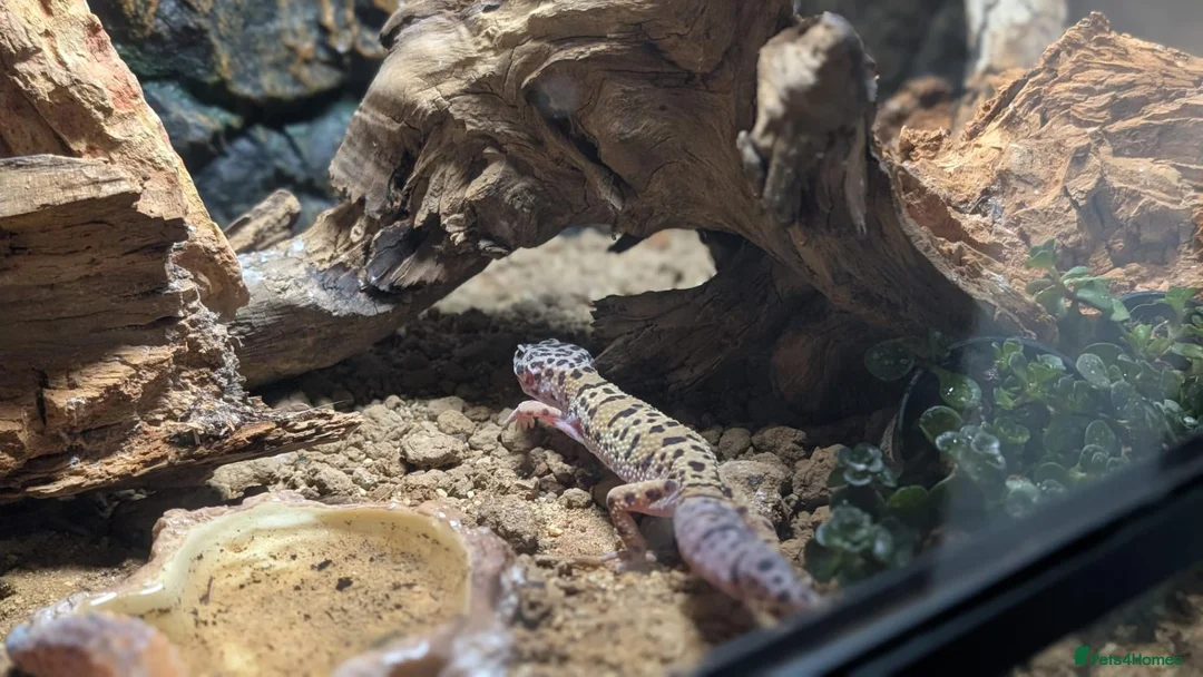 Gecko reptiles for sale: Leopard gecko  in Hounslow - Advert 11