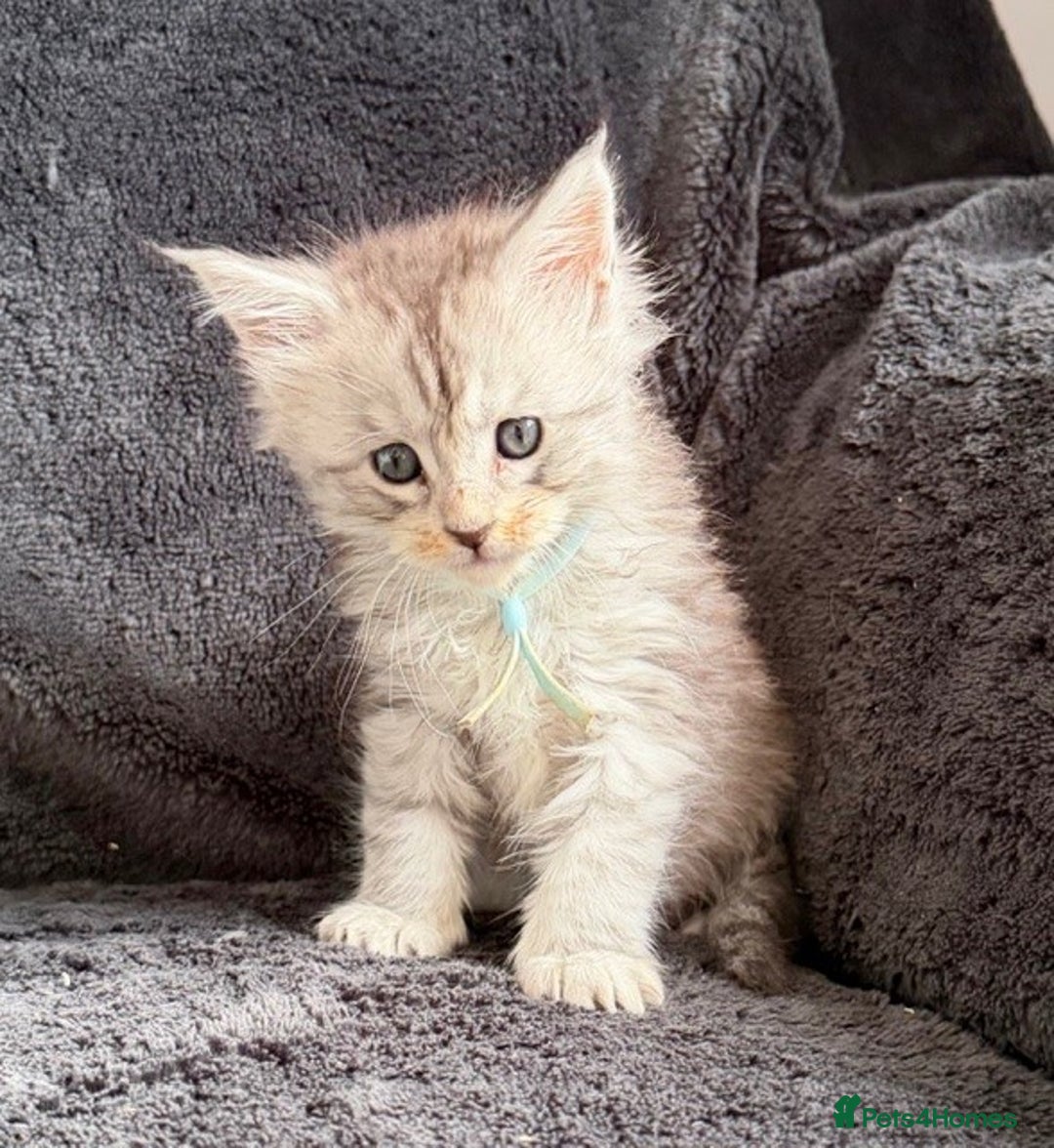 Maine Coon cats for sale: 🐾 TICA-Registered Maine Coon Kittens🐾 - Advert 3