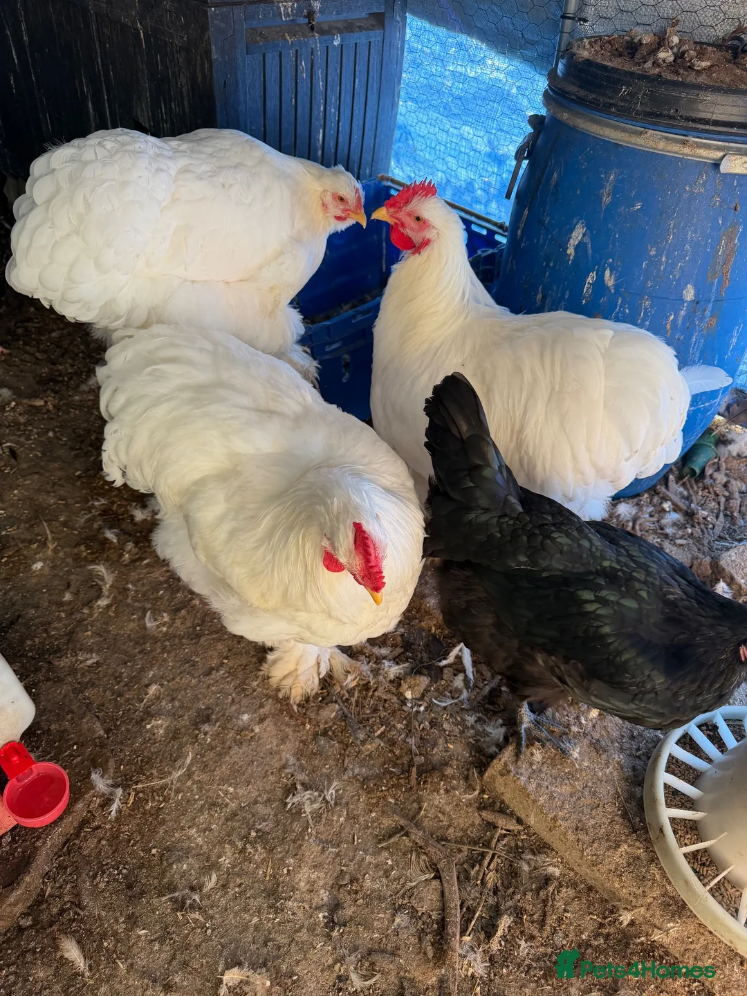 Chickens poultry for sale: White brachma roaster  in Huntingdon - Advert 5