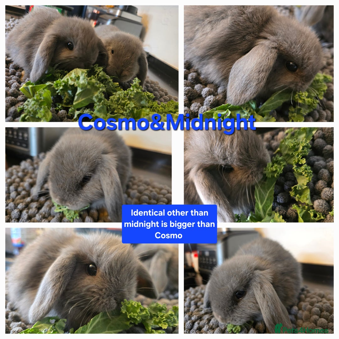 Mini Lop rabbits for sale: Beautiful Mini lop babies x6 - Image 4