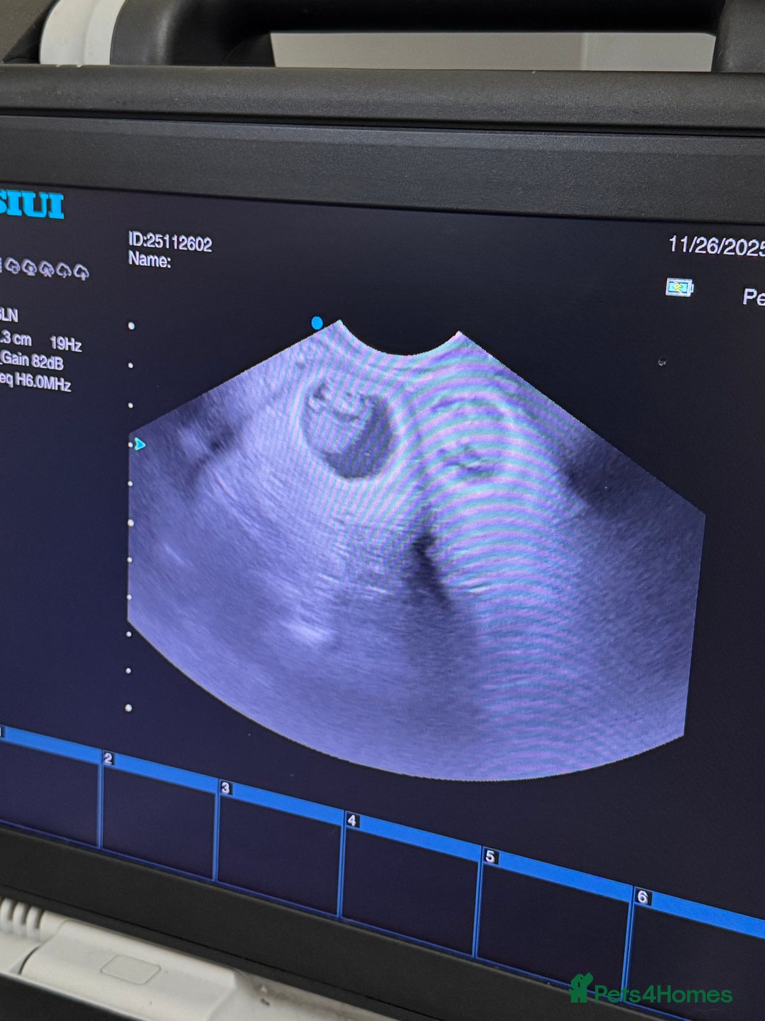 Cavapoo dogs for sale: Tiny cavapoo F1BB - ESA certified - Advert 16