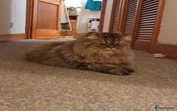 Persian cats for sale: 2 Persian Boys | Available ASAP.  - Image 4