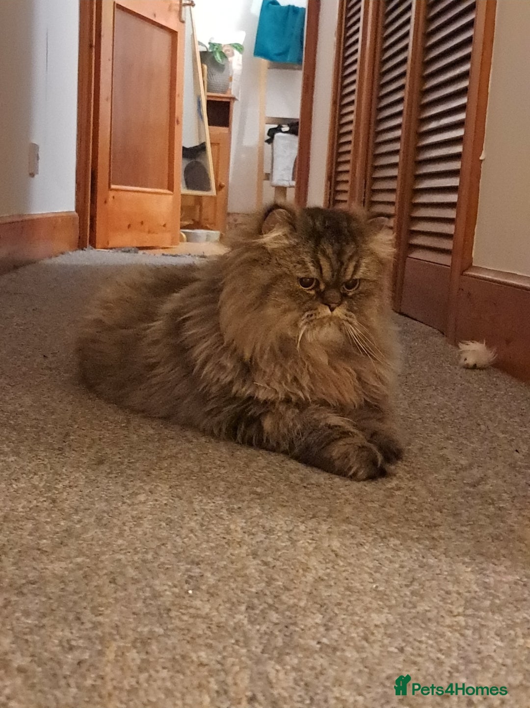 Persian cats for sale: 2 Persian Boys | Available ASAP.  - Image 4