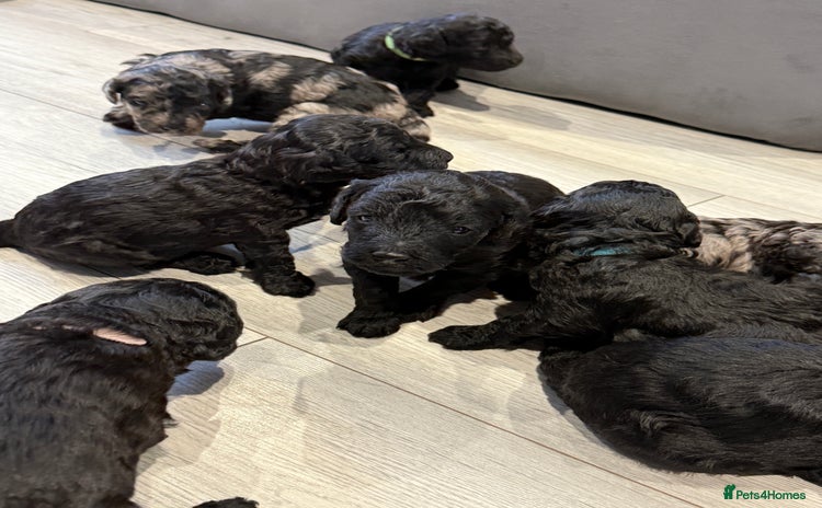 Labradoodle dogs - Advert 13