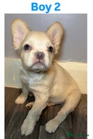 French Bulldog dogs REDUCED! Fluffy French Bulldog Puppies - Advert 13