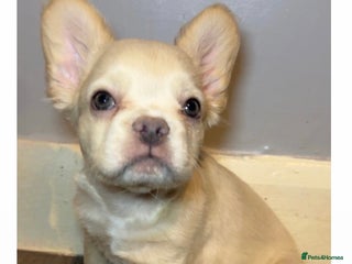 French Bulldog dogs REDUCED! Fluffy French Bulldog Puppies - Advert 14