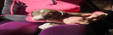 Mixed Breed 8