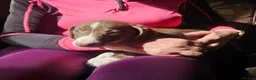 Mixed Breed dogs for sale: Bedlington whippet greyhound  - Advert 31