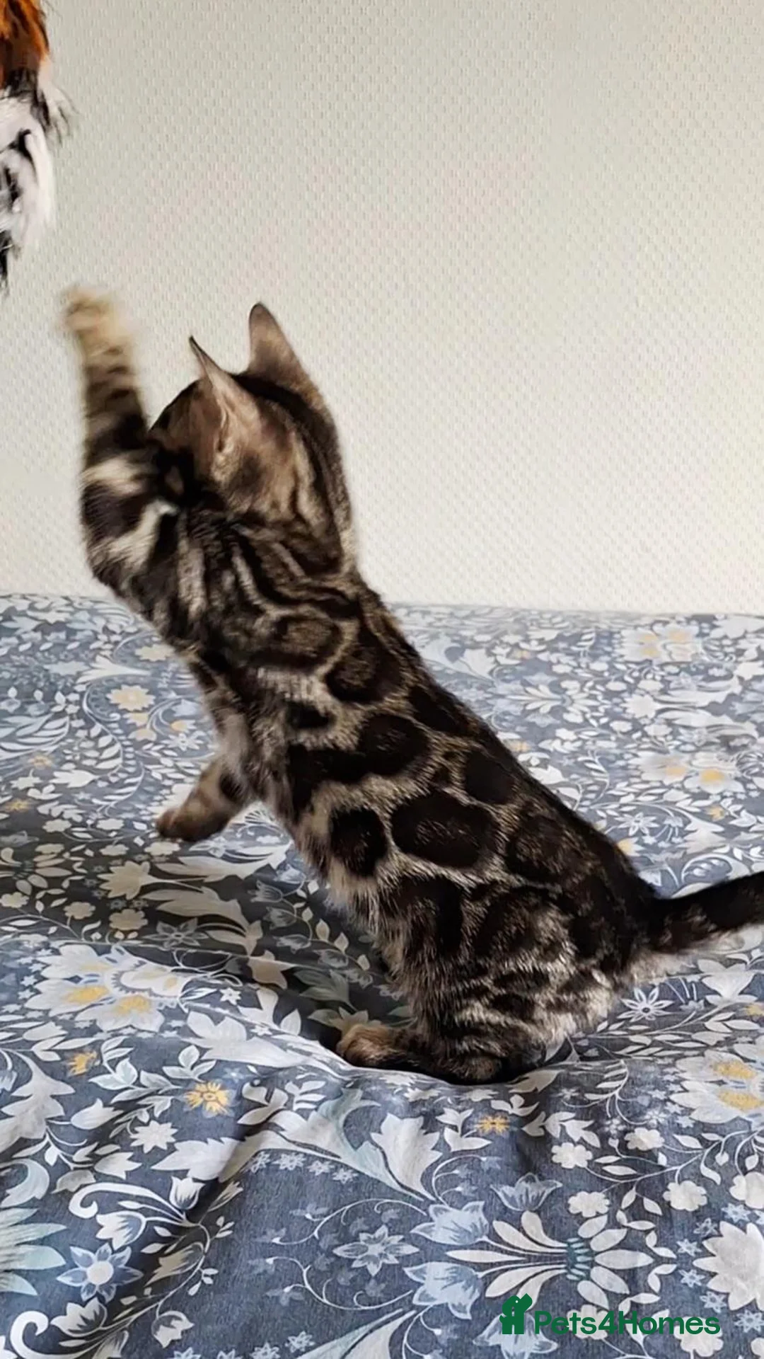 Bengal cats for sale: luxurious bengals - Advert 40