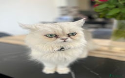 Persian cats for sale: Persian chinchilla  - Image 7