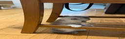 British Shorthair cats for sale: British Shorthair and Scottish Fold  - Advert 21