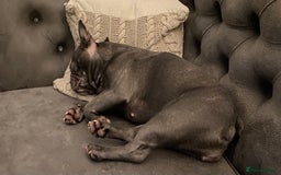 French Bulldog dogs for sale: Blu frenchie  - Image 5