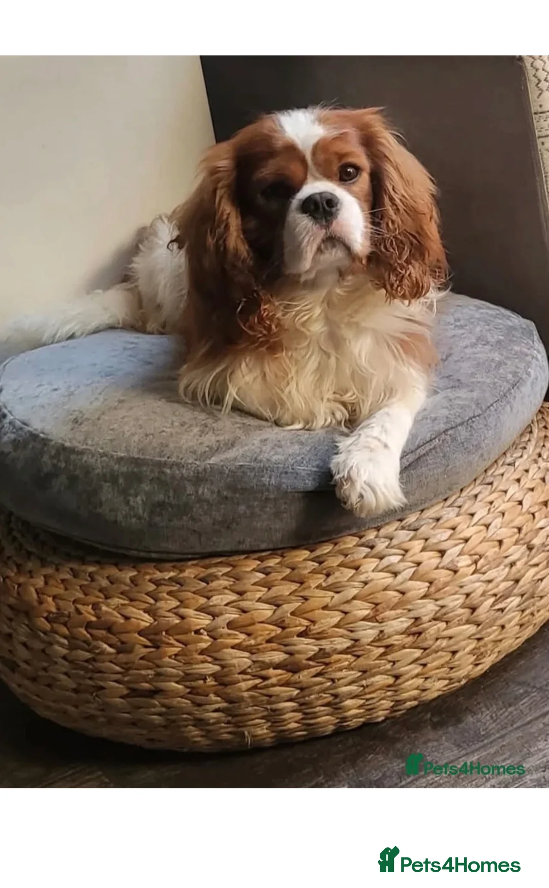 Cavalier King Charles Spaniel dogs for sale: Cavalier King Charles KC reg DNA 5* home breed - Advert 33