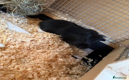 Guinea Pig rodents for sale: Last 2 Baby Guinea Pigs   - Image 3
