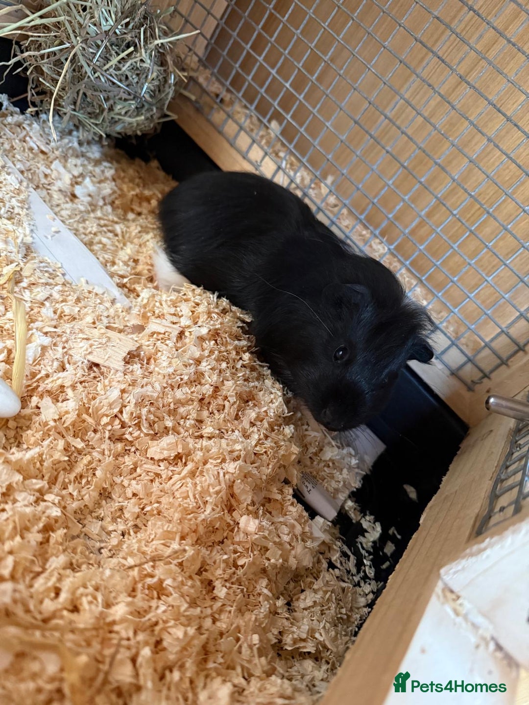 Guinea Pig rodents for sale: Last 2 Baby Guinea Pigs   - Image 3