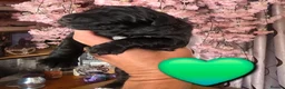 Bernedoodle dogs for sale: Top Quality BERNEDOODLE Puppies  - Advert 18