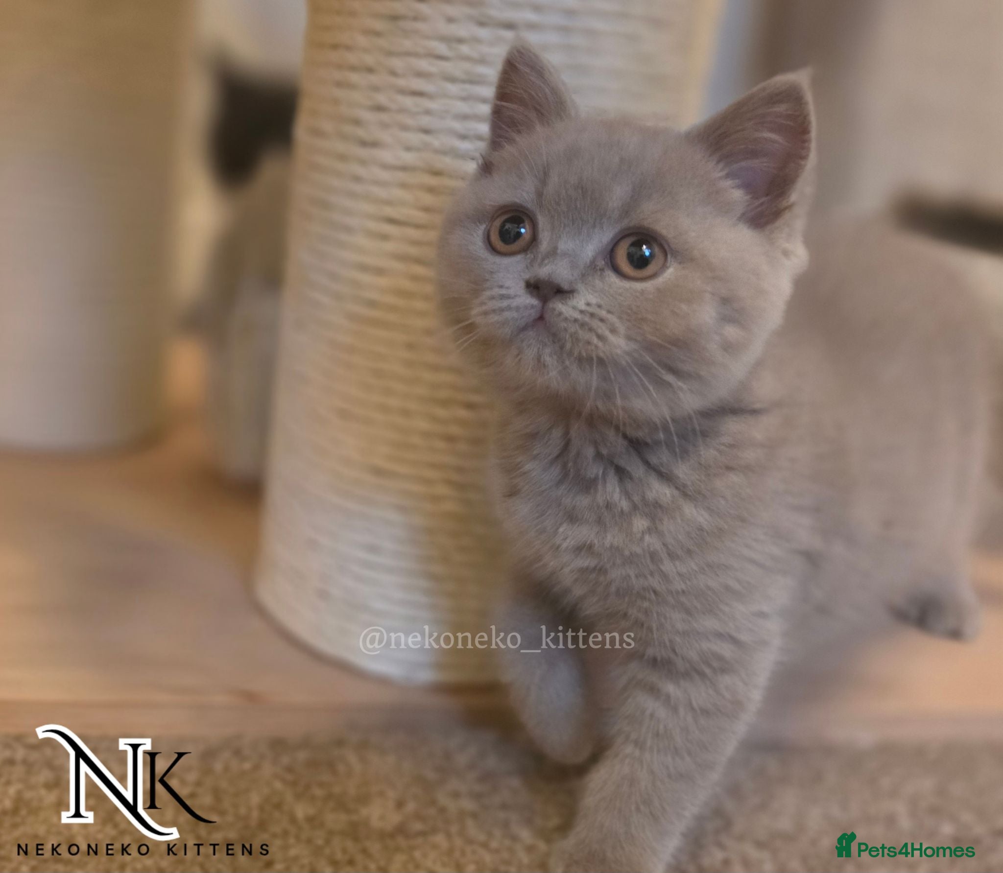 British Shorthair cats GORGEOUS GCCF REG BSH KITTENS - Advert 1