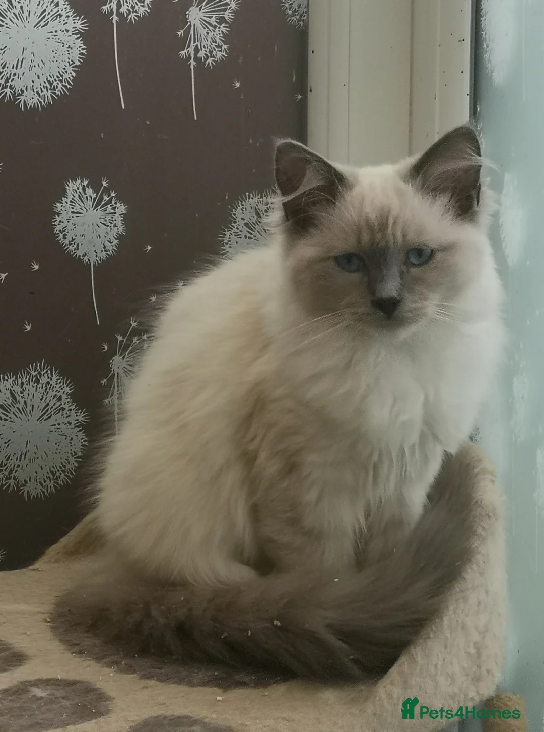 Ragdoll cats for sale: GCCF registered Ragdol kittens  - Advert 12