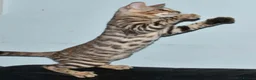 Toyger cats for sale: STUNNING WILD LOOKING TOYGER PEDIGREE CUBS - Advert 11