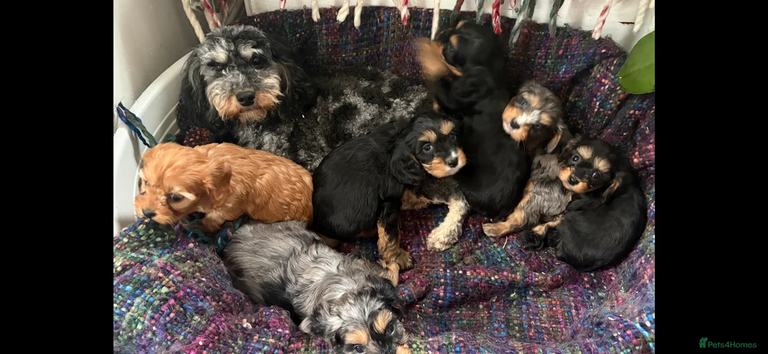 Cavapoo dogs for sale: Cavapoo Merle’s  in Dagenham - Advert 1