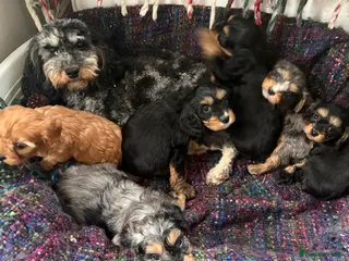 Cavapoo dogs Cavapoo Merle’s in Dagenham - Advert 1