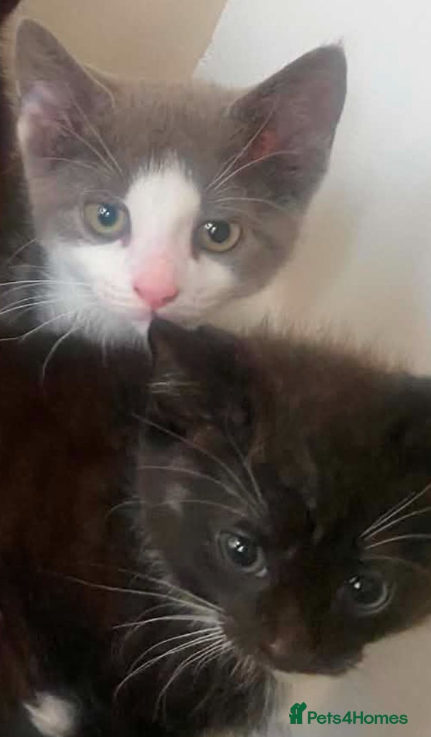 Norwegian Forest Cat cats Beautiful Norwegian forest kittens 🩵🩵 - Advert 1