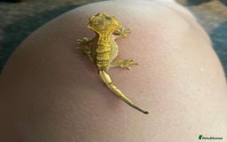 Gecko reptiles for sale: 🦎Super friendly baby crested geckos🦎 - Image 3