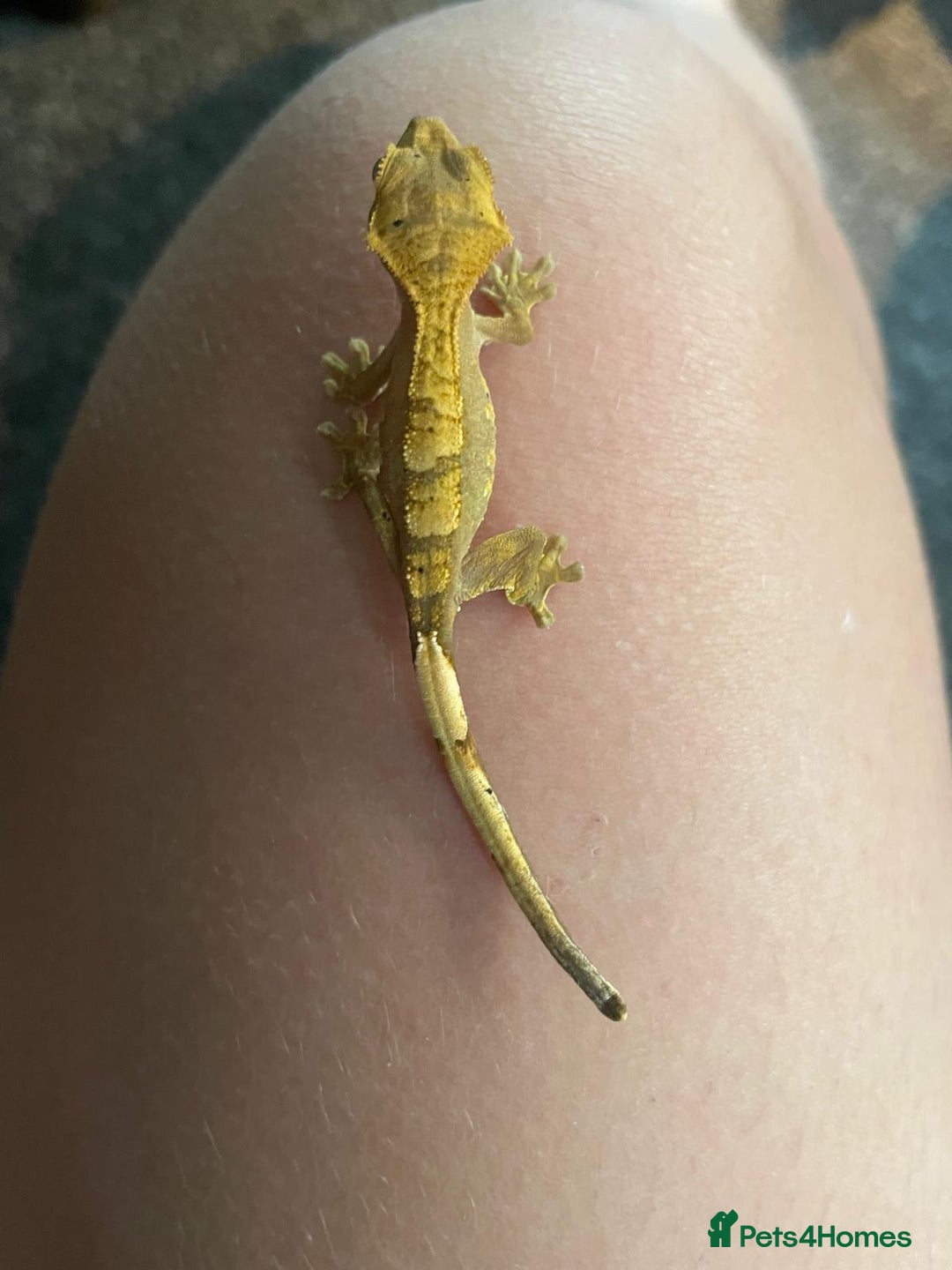 Gecko reptiles for sale: 🦎Super friendly baby crested geckos🦎 - Image 3