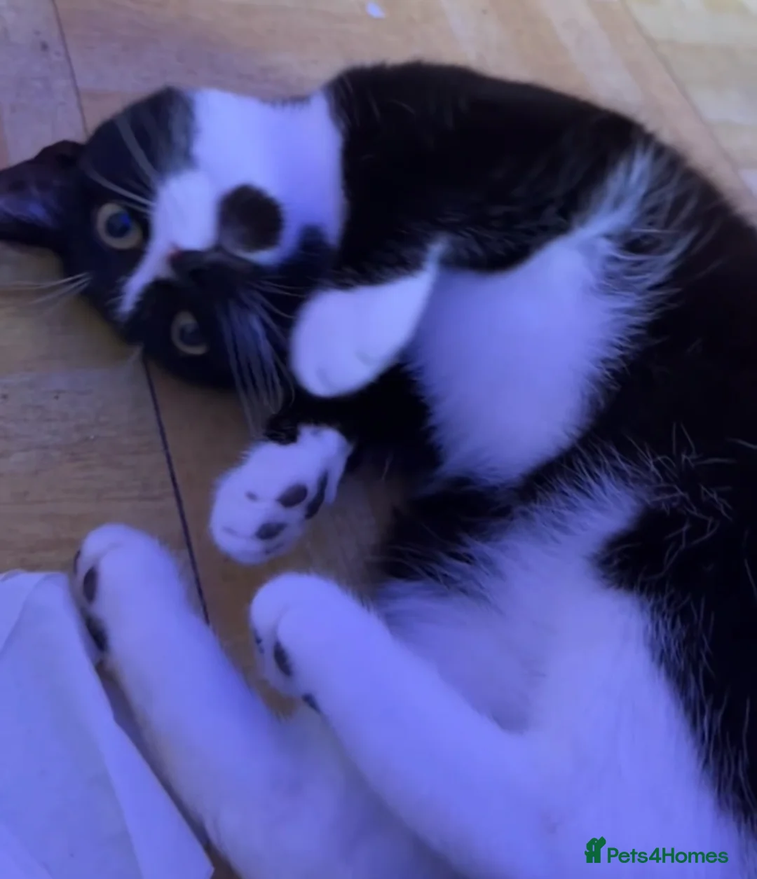 Bombay cats for sale:  NALA - Advert 9