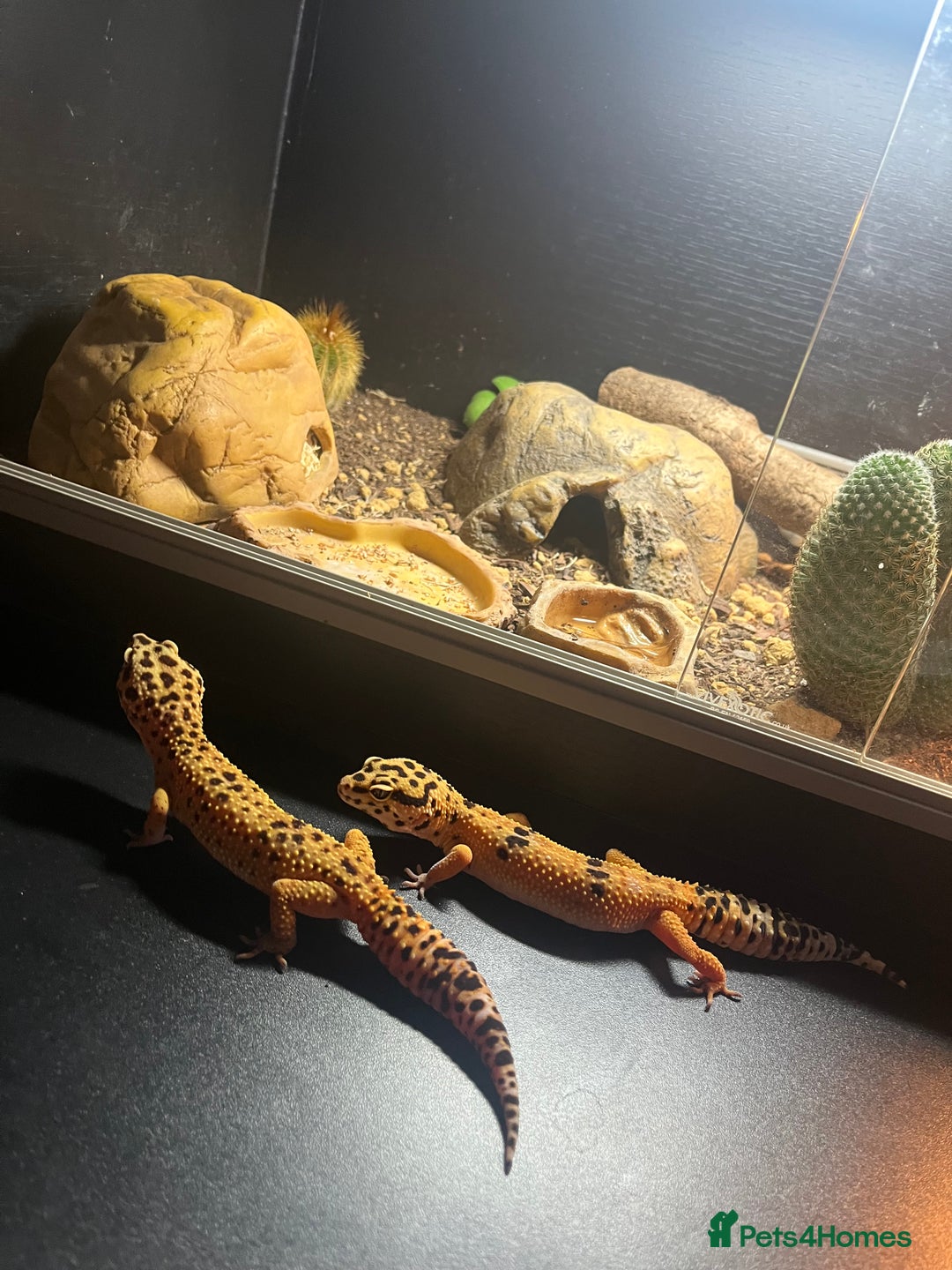 Leopard Gecko reptiles for sale: Two adult leopard geckos & vivarium setup  - Advert 6