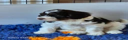 Cockapoo dogs for sale: F1 cockapoo puppys  in Durham - Advert 4