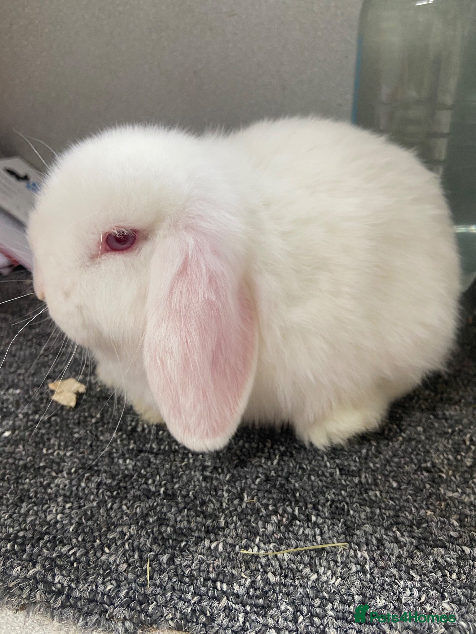 Dwarf Lop rabbits Red eyed white dwarf lop does  - Advert 4