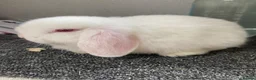 Dwarf Lop rabbits for sale: Red eyed white dwarf lop does  - Advert 1