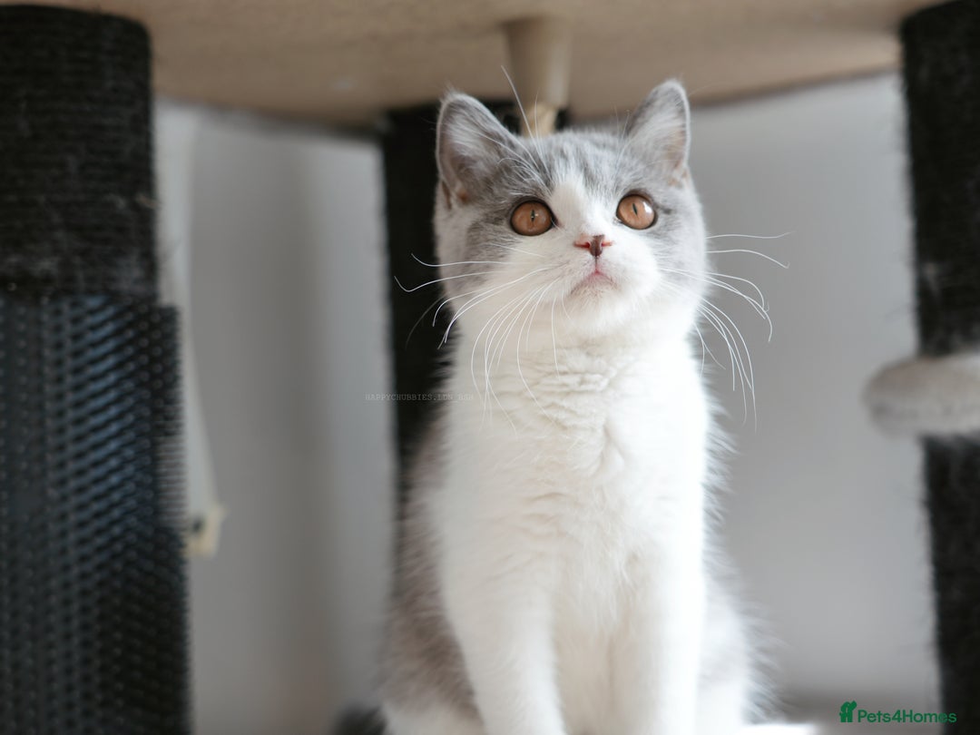 British Shorthair cats for sale: (Ready now) Registered and health checked BSH - Image 2