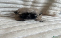 Shih Tzu dogs for sale: KC Shihtzu pups  - Image 5