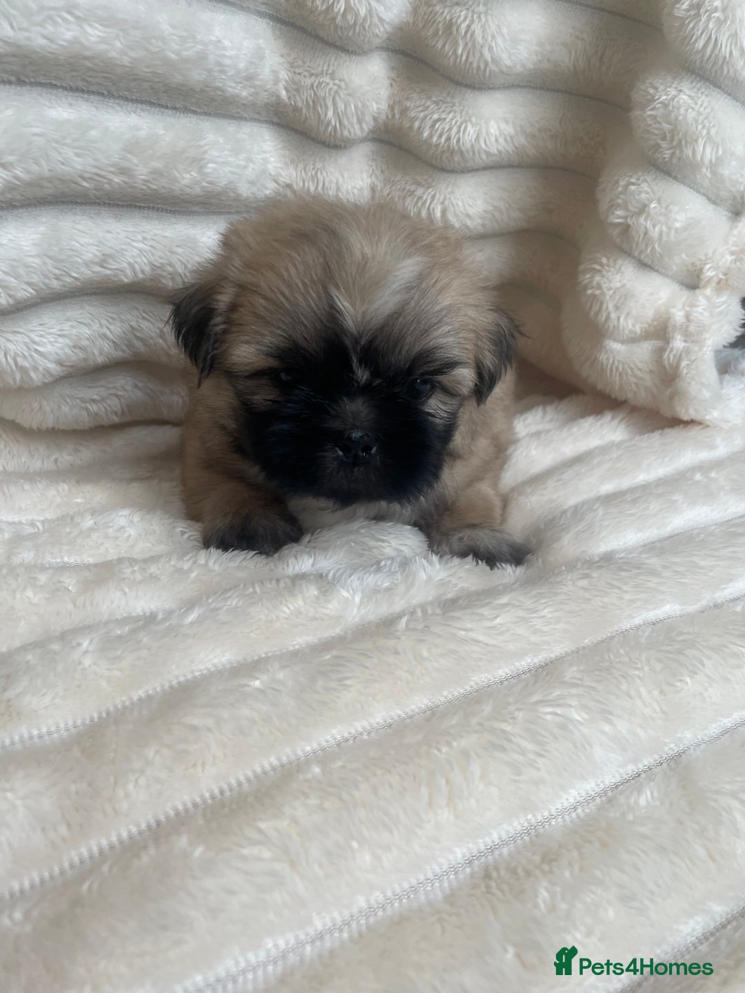 Shih Tzu dogs for sale: KC Shihtzu pups  - Image 5