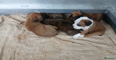 Boxer dogs - Advert 5