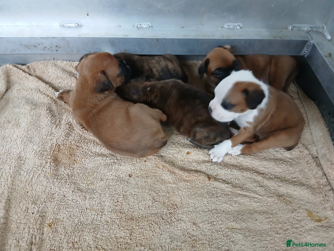 Boxer dogs for sale: Kc registered bob and tailed boxer puppies - Image 2