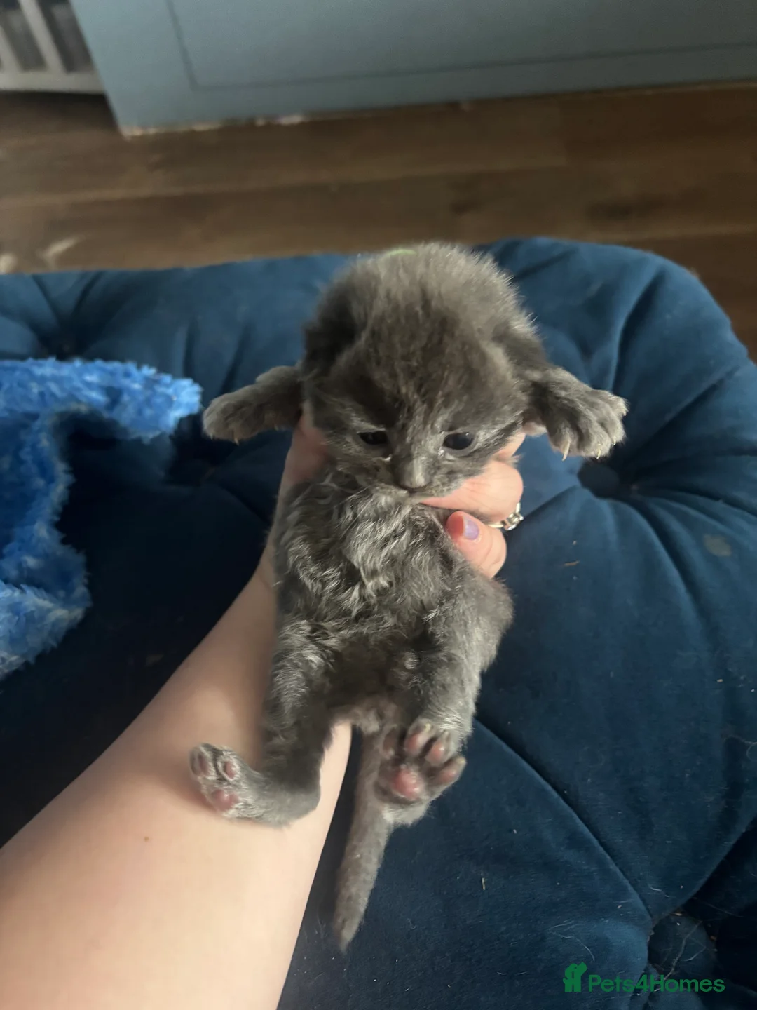 British Longhair cats for sale: Long haired kittens  - Advert 2