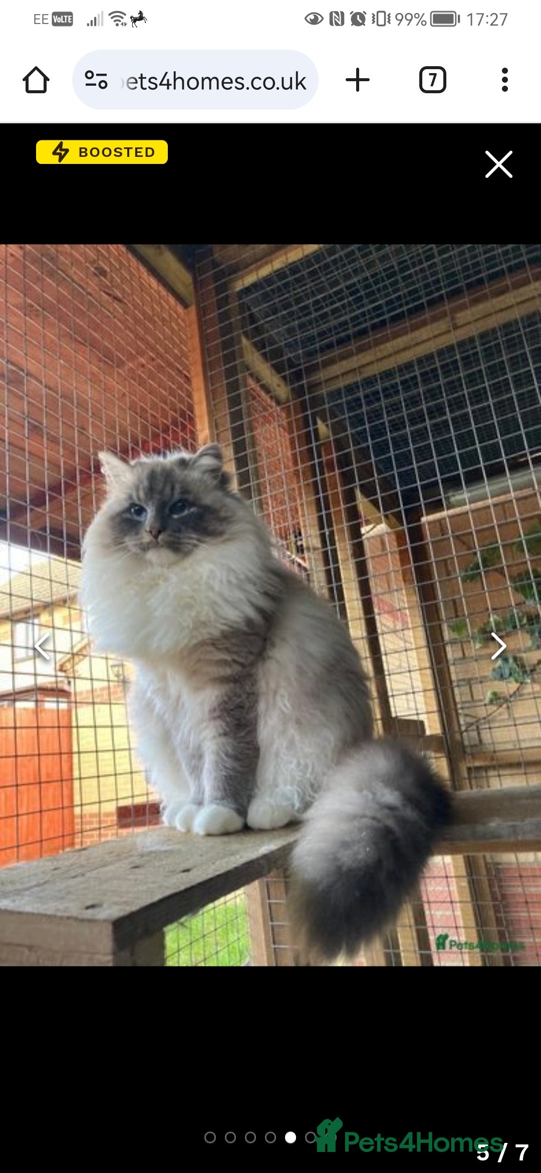 Siberian cats for sale: Neva Masquerade Siberian King  - Advert 3