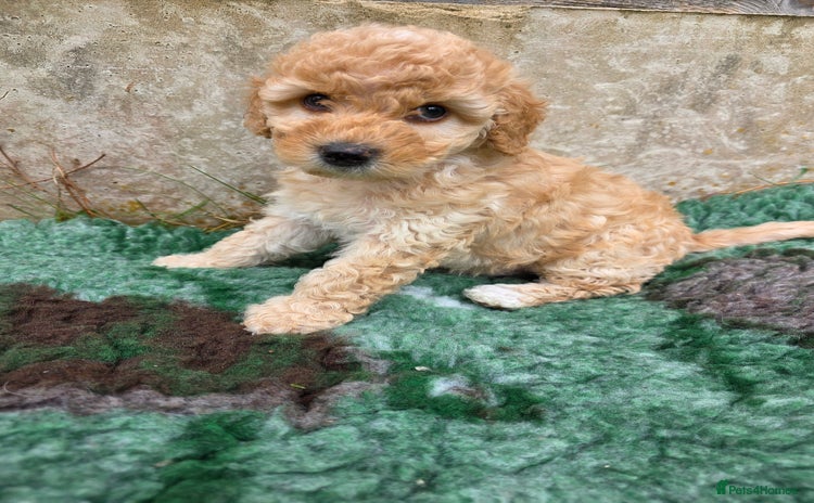 Cockapoo dogs - Advert 15