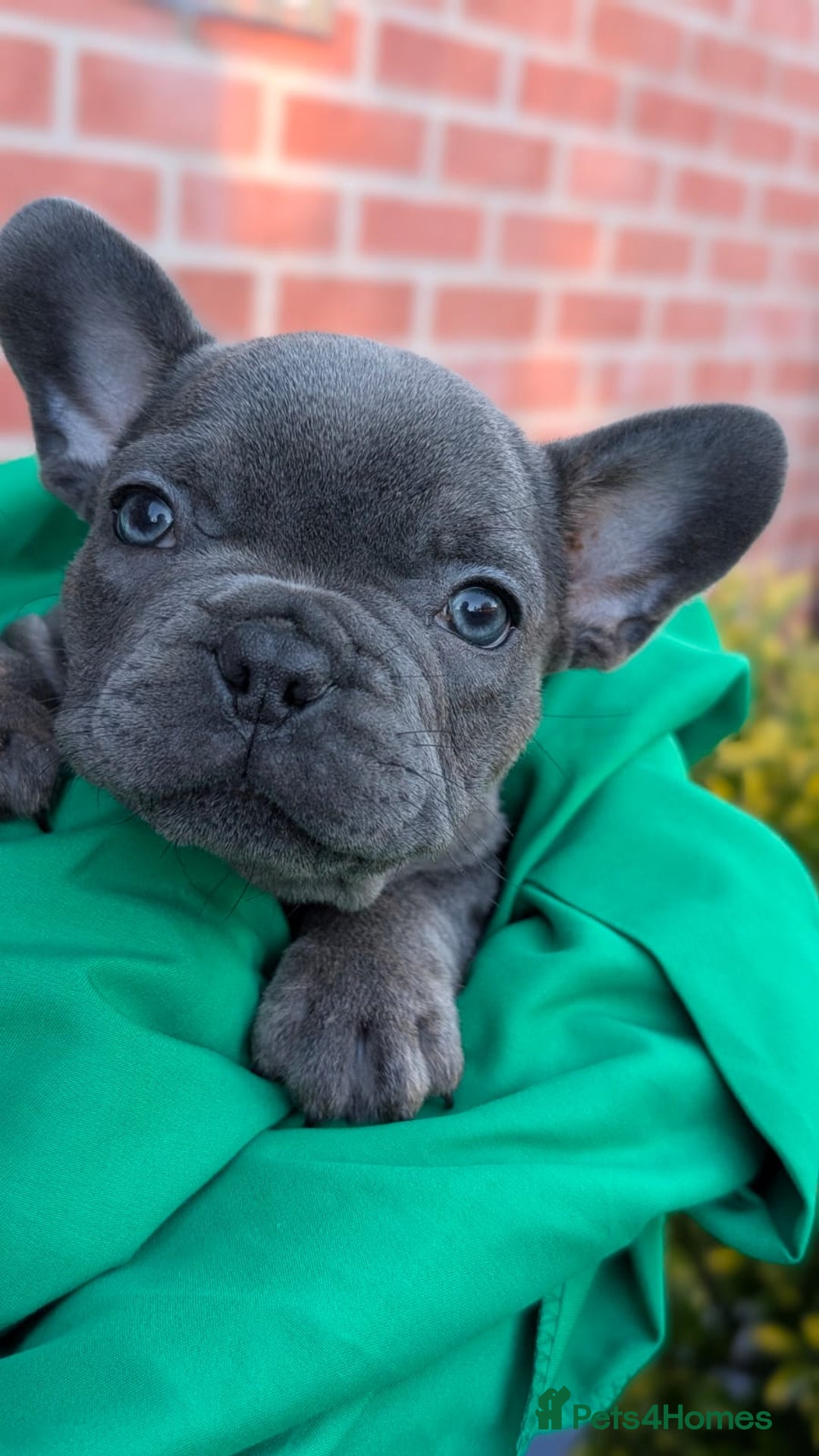 French Bulldog dogs for sale: Stunning French bulldog puppies 🐕 - Image 8