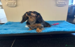 Miniature Dachshund dogs for sale: miniature long coat dachshunds - Image 3