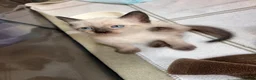 Russian Blue cats for sale: Russian blue mixed breed kittens  - Advert 9