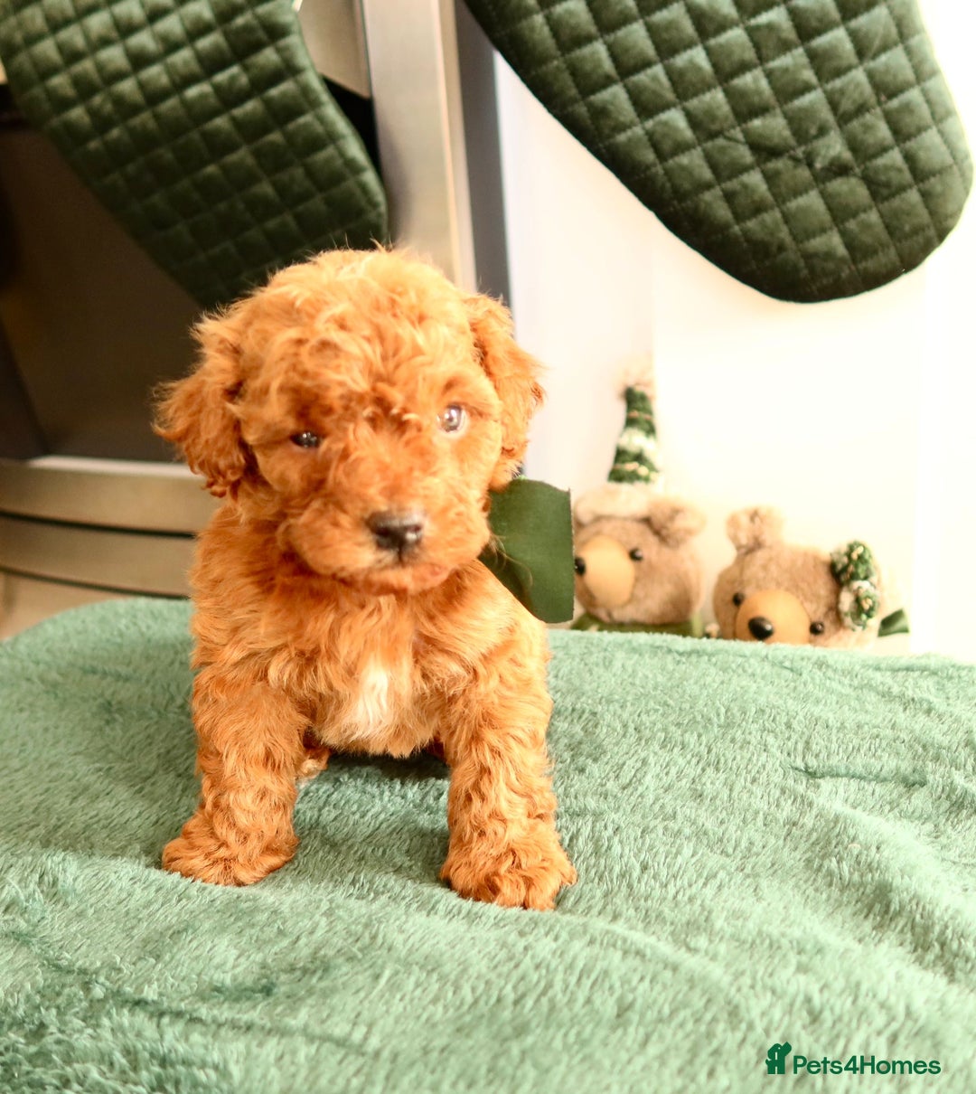 Maltipoo dogs for sale: Red Maltipoo boy 👑  - Advert 6
