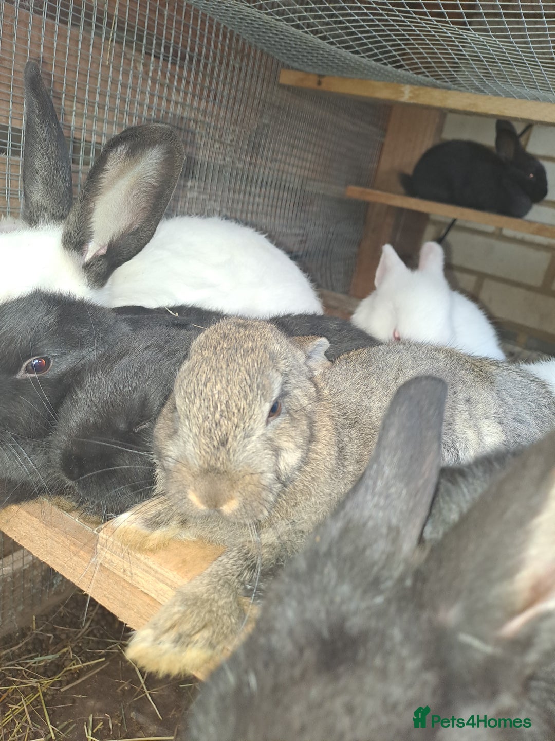 New Zealand rabbits for sale: Calm & Friendly New Zealand Kits - Image 6