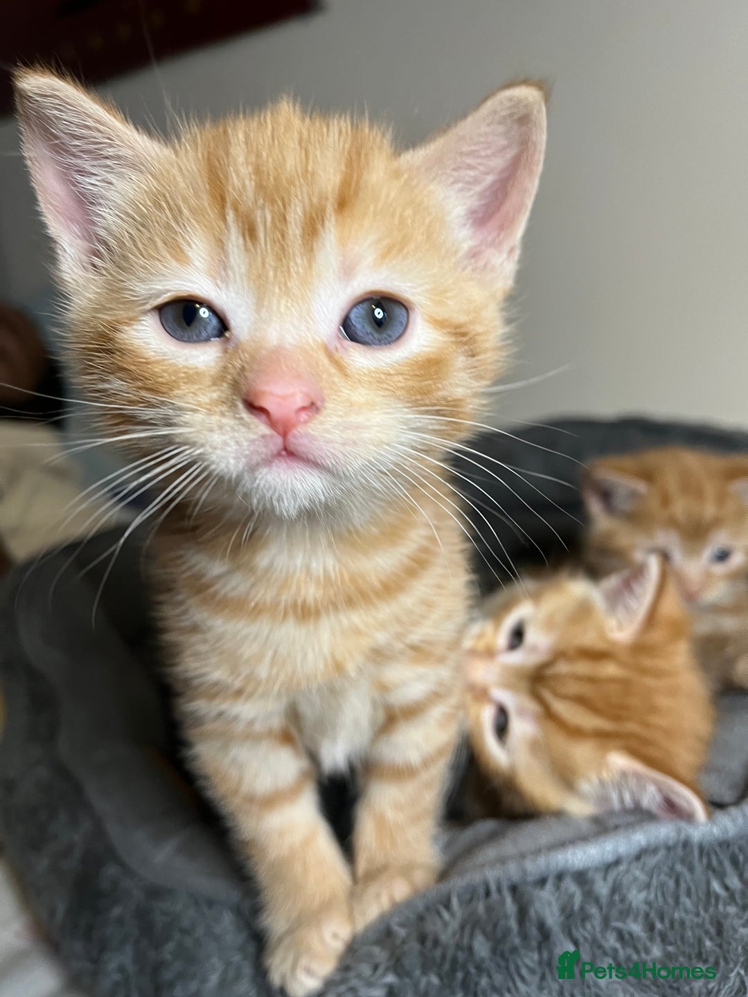 Mixed Breed cats for sale: 🐾 Adorable Litter of 5 Playful Kittens  - Image 20