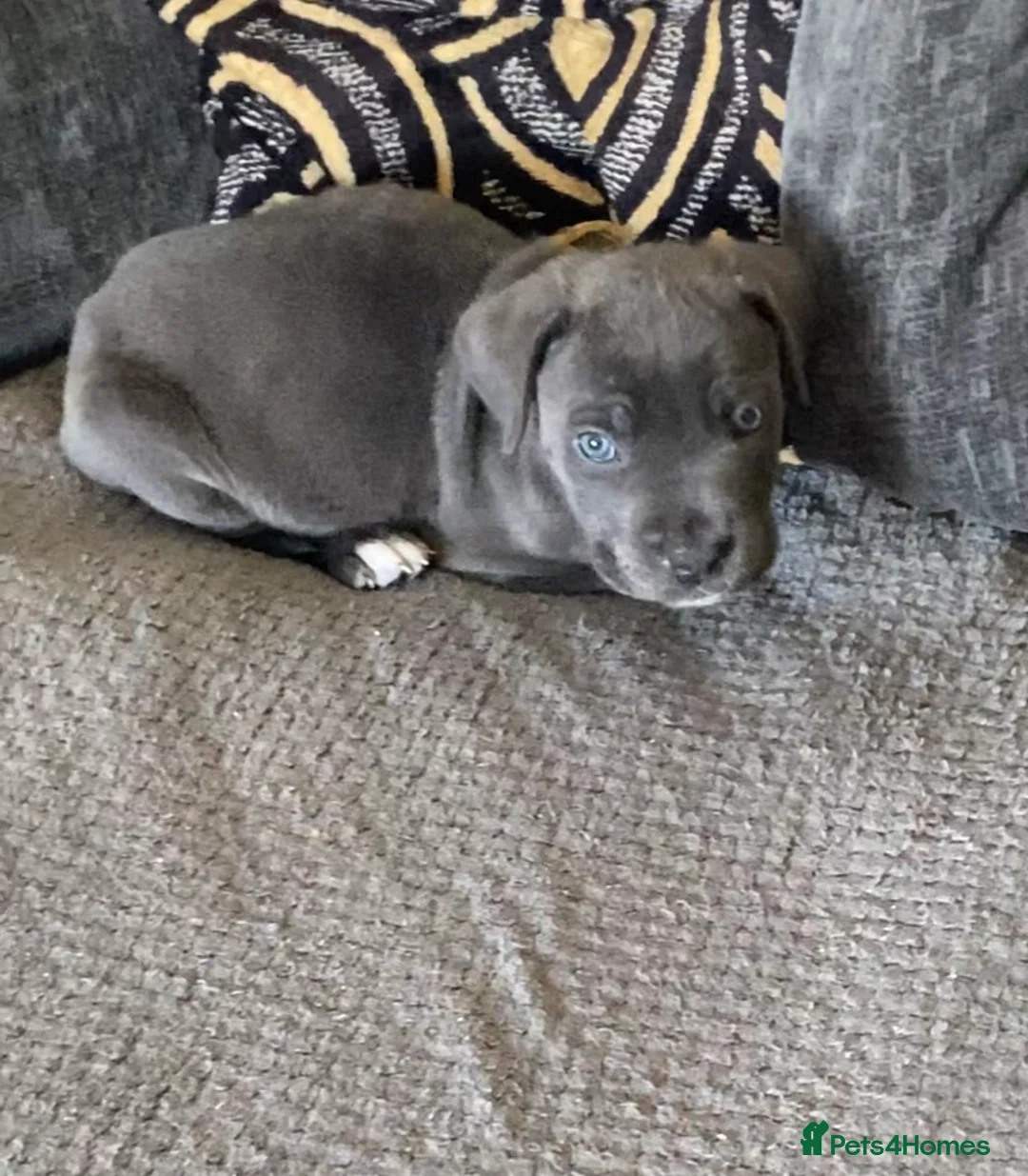 Cane Corso dogs for sale: Beautiful male cane corso puppy - Advert 2