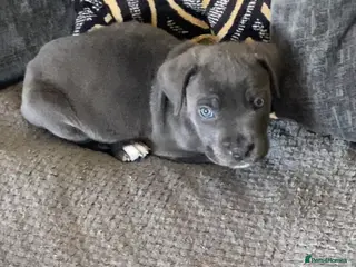 Cane Corso dogs Beautiful male cane corso puppy - Advert 9
